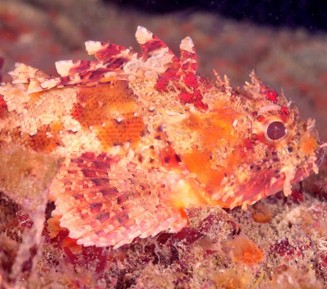 Red Scorpionfish Fishing: species guide, charters and destinations - Tom's  Catch