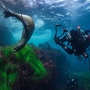 coronado-islands-diving