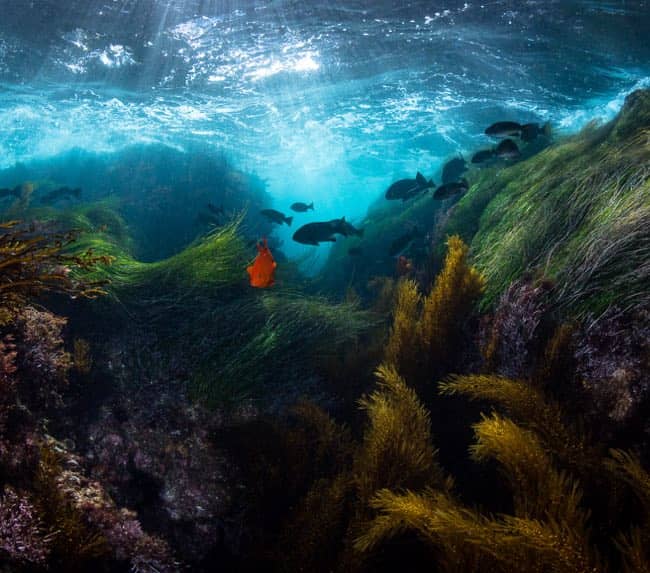 coronado-islands-scuba