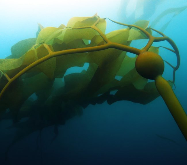 diving-kelp-forest