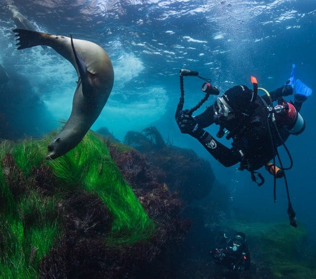 diving-with-sea-lions