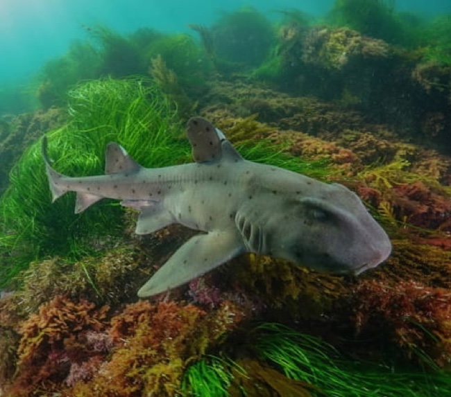 horn-shark