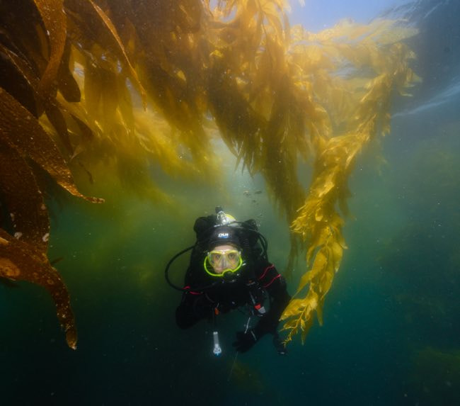 kelp-forest-diving-san-diego
