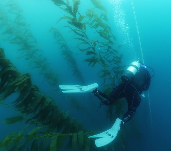 scuba-diving-san-diego-kelp-forest