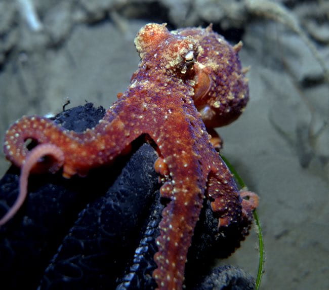 la-jolla-canyon-octupus