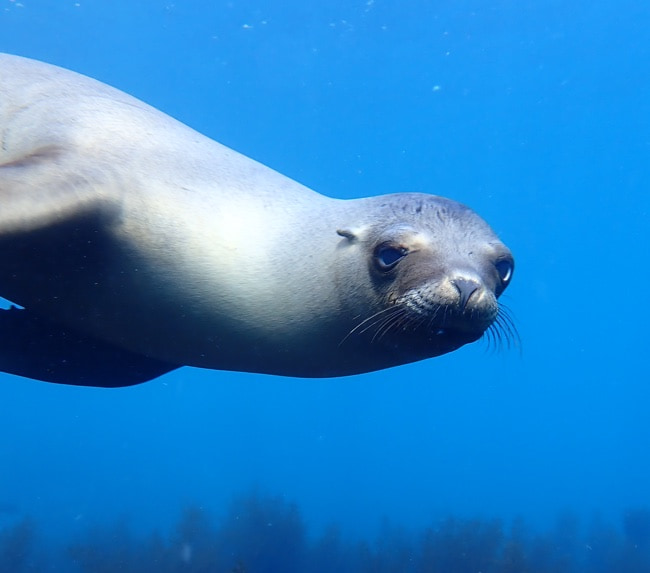 la-jolla-freediving