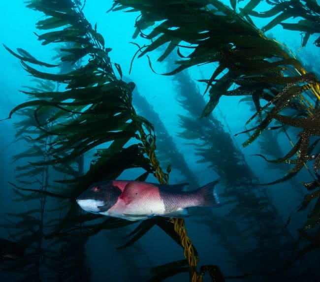 la-jolla-kelp-forest