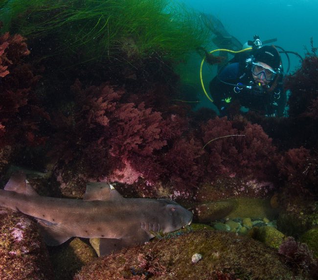 la-jolla-scuba-diving