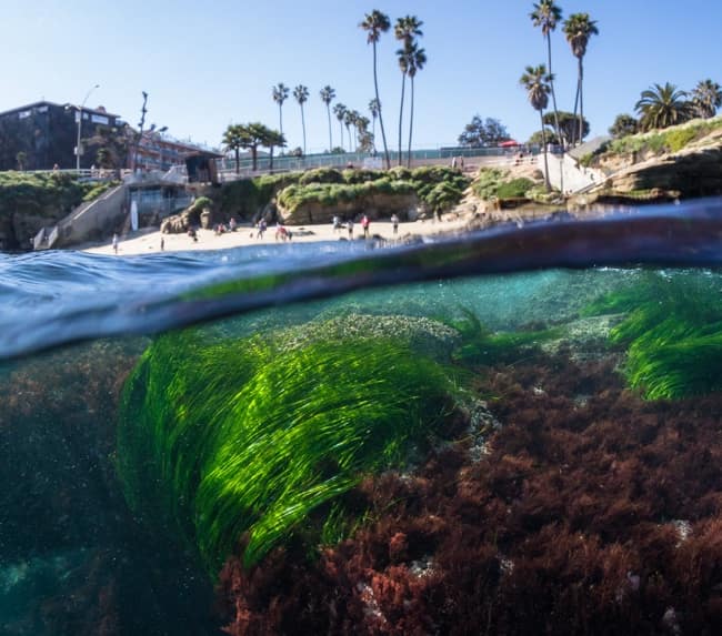 la-jolla-snorkeling