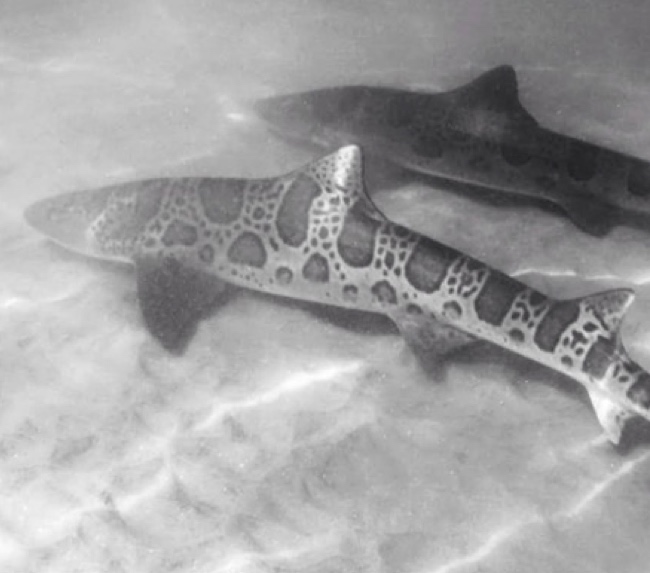 leopard-shark leopard-shark