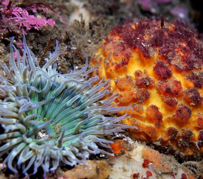 macro-photography-diving-san-diego macro-photography-diving-san-diego