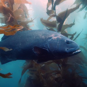 san-diego-kelp-forests