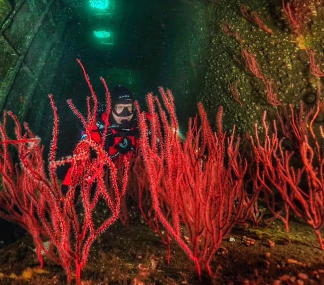red-gorgonians-hmcs-yukon red-gorgonians-hmcs-yukon