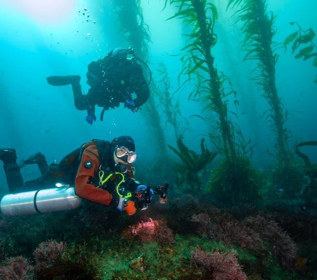 san-diego-kelp-forest