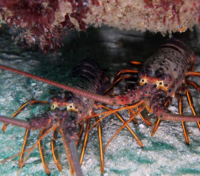 san-diego-lobster-diving