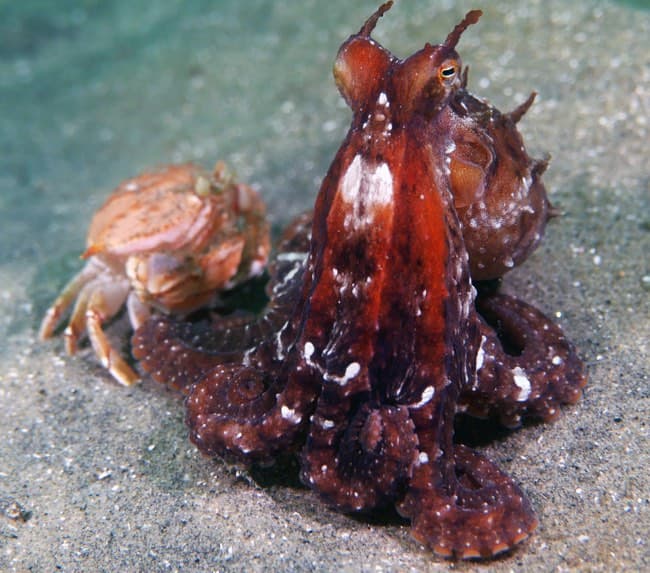 san-diego-night-diving