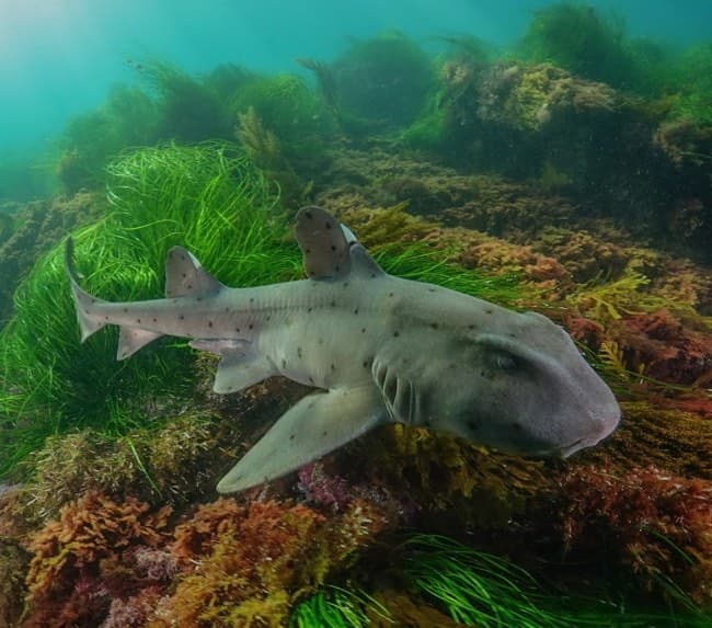 san-diego-shark-diving