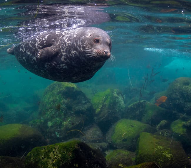 san-diego-snorkeling