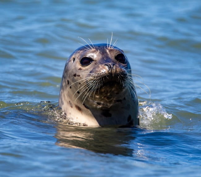 san-diego-whale-watching-cruise