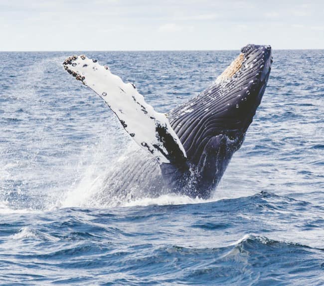 san-diego-whale-watching-tours