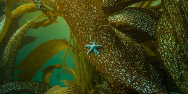 scuba-certification-san-diego