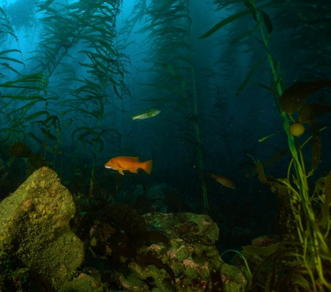 scuba-diving-kelp-forest