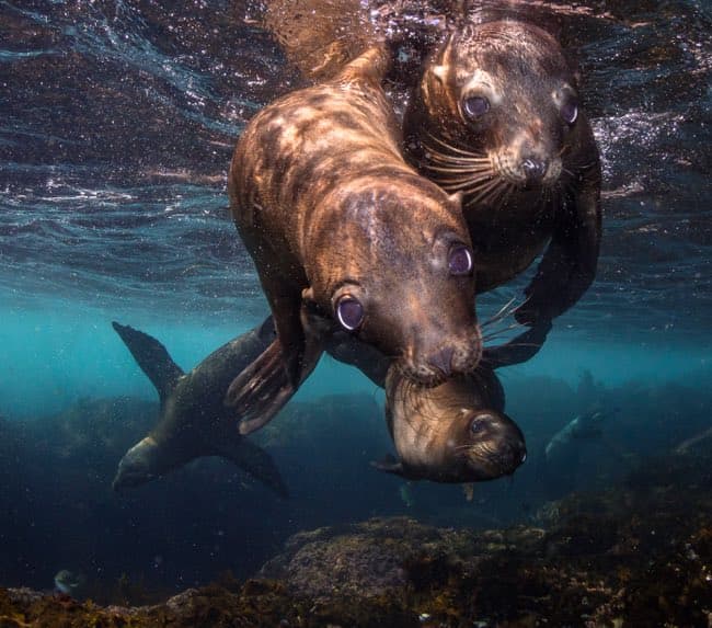 sea-lion-diving