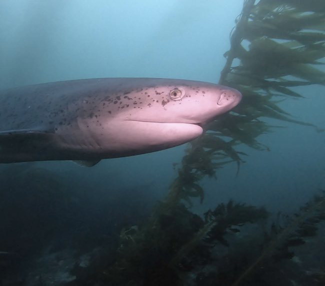 shark-diving-san-diego shark-diving-san-diego