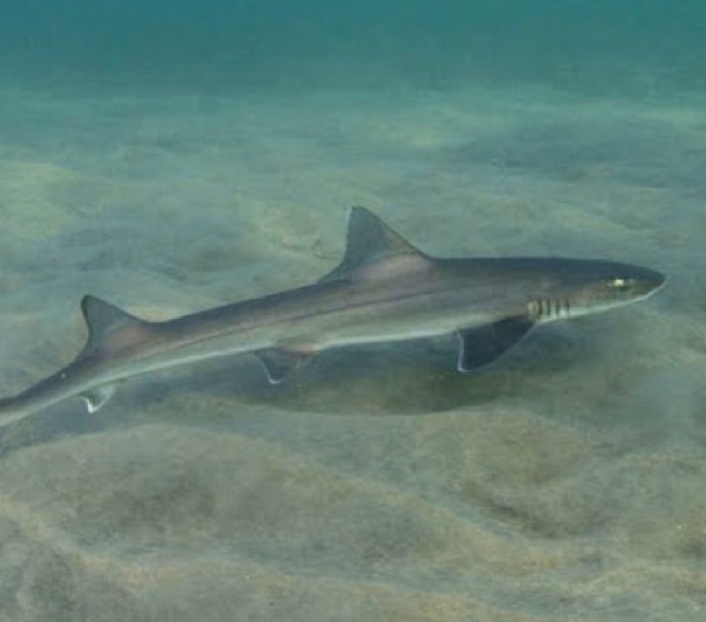 smooth-hound-shark smooth-hound-shark