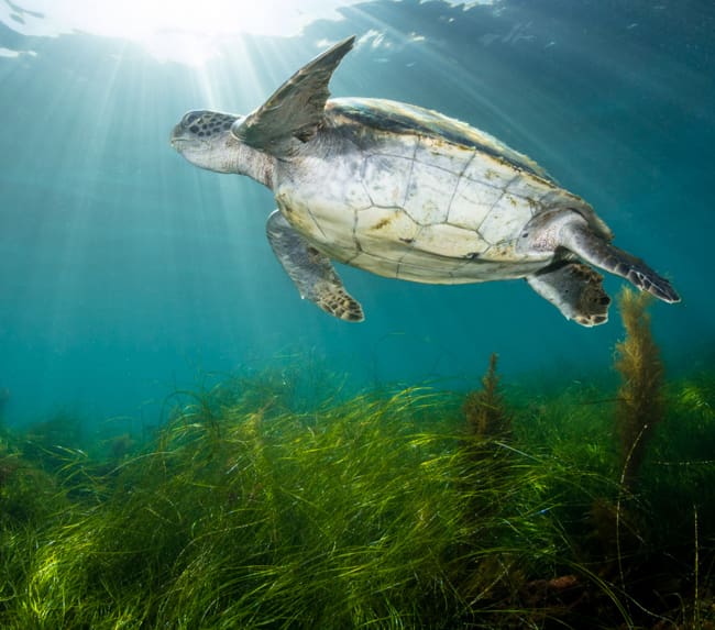 snorkeling-in-san-diego-la-jolla