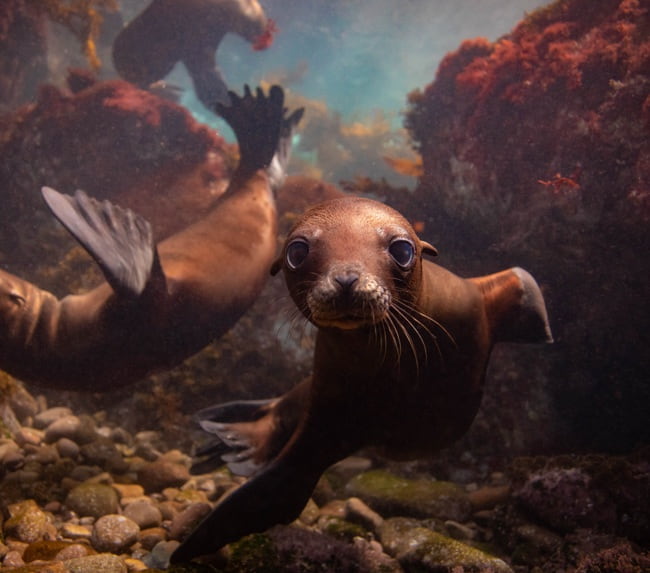 snorkeling-sea-lions