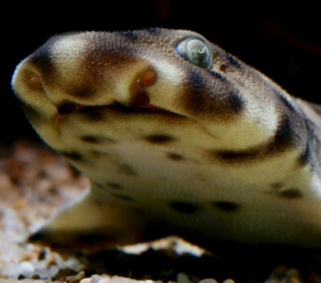 swell-shark swell-shark