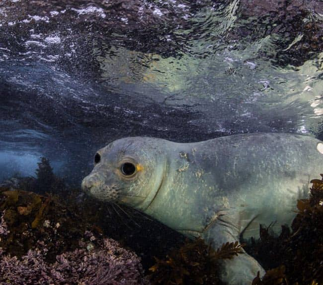 swim-with-seals-san-diego