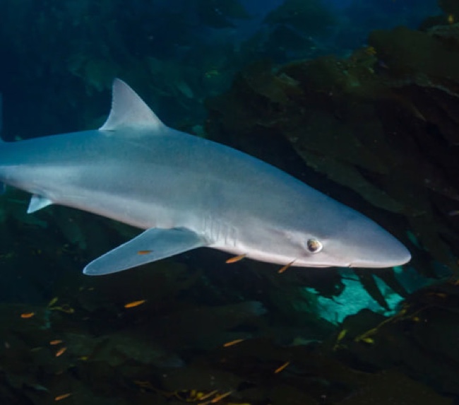 tope-shark tope-shark