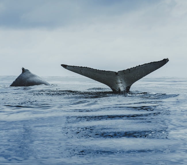 whale-watching-tour-san-diego